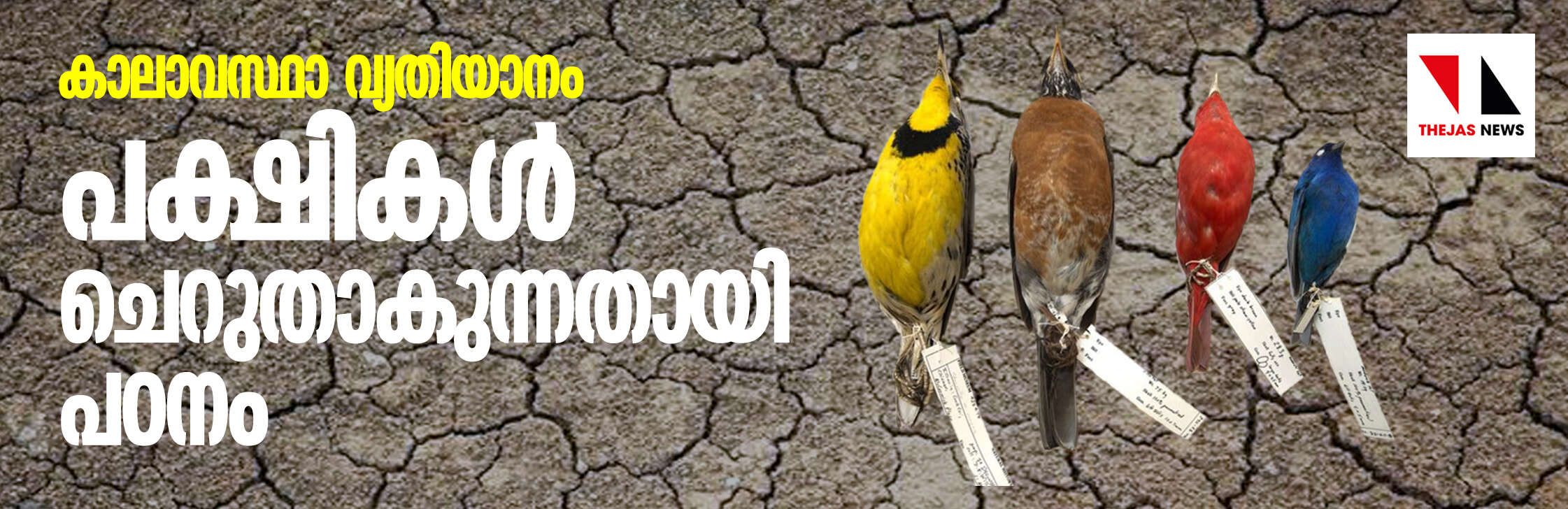 കാലാവസ്ഥാ വ്യതിയാനം; പക്ഷികള് ചെറുതാകുന്നതായി പഠനം കാലാവസ്ഥാ വ്യതിയാനം; പക്ഷികള് ചെറുതാകുന്നതായി പഠനം