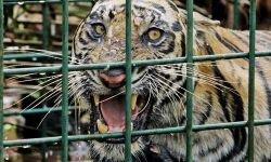 റിയാദിലെ മൃഗശാലയില് കൂട്ടില് അതിക്രമിച്ചുകടന്ന യുവാവിനെ കടുവ ആക്രമിച്ചു റിയാദിലെ മൃഗശാലയില് കൂട്ടില് അതിക്രമിച്ചുകടന്ന യുവാവിനെ കടുവ ആക്രമിച്ചു