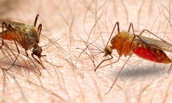 ശബരിമല: രണ്ട് ആന്ധ്രാപ്രദേശ് സ്വദേശികള്‍ക്ക് മലേറിയ സ്ഥിരീകരിച്ചു