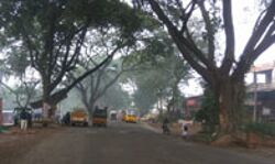 മരംമുറി വൈകുന്നത് റോഡ് പ്രവര്‍ത്തിക്ക് തടസ്സമാകുന്നതായി പിഡബ്ല്യുഡി