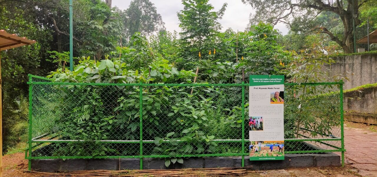 തലസ്ഥാനത്തെ മിയാവാക്കി കാടിന് ഒരു വയസ് തലസ്ഥാനത്തെ മിയാവാക്കി കാടിന് ഒരു വയസ്