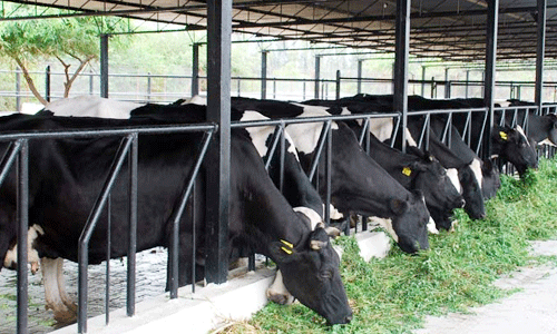 പാല്‍ എടുക്കില്ലെന്ന് കേരളത്തിലെ ഡയറികള്‍;  തമിഴ്‌നാട്ടിലെ മലയാളി ക്ഷീര കര്‍ഷകര്‍ പ്രതിസന്ധിയില്‍