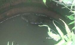 വയനാട്ടില്‍ വീട്ടുമുറ്റത്തെ കിണറ്റില്‍ പുള്ളിപ്പുലി വീണു; രക്ഷപ്പെടുത്താന്‍ ശ്രമം തുടരുന്നു