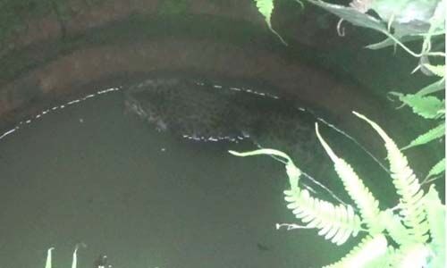 വയനാട്ടില് വീട്ടുമുറ്റത്തെ കിണറ്റില് പുള്ളിപ്പുലി വീണു; രക്ഷപ്പെടുത്താന് ശ്രമം തുടരുന്നു വയനാട്ടില് വീട്ടുമുറ്റത്തെ കിണറ്റില് പുള്ളിപ്പുലി വീണു; രക്ഷപ്പെടുത്താന് ശ്രമം തുടരുന്നു