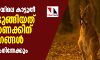 ആസ്ത്രേലിയയിലെ കാട്ടുതീ: ചത്തൊടുങ്ങിയത് കോടിക്കണക്കിന് ജീവിവര്ഗങ്ങള്; പലതും അന്യംനിന്നേക്കും ആസ്ത്രേലിയയിലെ കാട്ടുതീ: ചത്തൊടുങ്ങിയത് കോടിക്കണക്കിന് ജീവിവര്ഗങ്ങള്; പലതും അന്യംനിന്നേക്കും