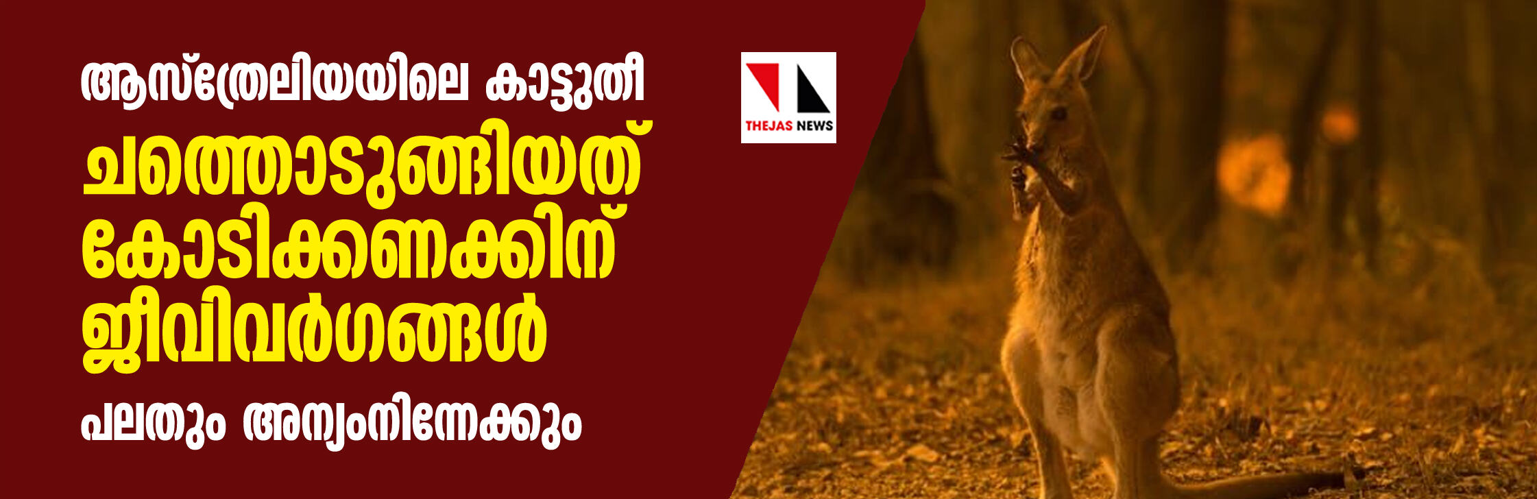 ആസ്ത്രേലിയയിലെ കാട്ടുതീ: ചത്തൊടുങ്ങിയത് കോടിക്കണക്കിന് ജീവിവര്ഗങ്ങള്; പലതും അന്യംനിന്നേക്കും ആസ്ത്രേലിയയിലെ കാട്ടുതീ: ചത്തൊടുങ്ങിയത് കോടിക്കണക്കിന് ജീവിവര്ഗങ്ങള്; പലതും അന്യംനിന്നേക്കും