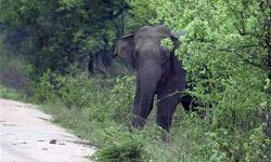 പാലക്കാട് നടക്കാനിറങ്ങിയ ആളെ ആന ചവിട്ടിക്കൊന്നു