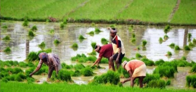 നെല്ല് സംഭരണം: ഓണ്ലൈന് രജിസ്ട്രേഷന് വൈകിപ്പിക്കരുതെന്ന് സപ്ലൈകോ നെല്ല് സംഭരണം: ഓണ്ലൈന് രജിസ്ട്രേഷന് വൈകിപ്പിക്കരുതെന്ന് സപ്ലൈകോ