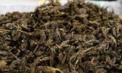 കഞ്ചാവ് വില്പന: കടയുടമയ്ക്ക് നാലുവര്ഷം തടവും പിഴയും കഞ്ചാവ് വില്പന: കടയുടമയ്ക്ക് നാലുവര്ഷം തടവും പിഴയും