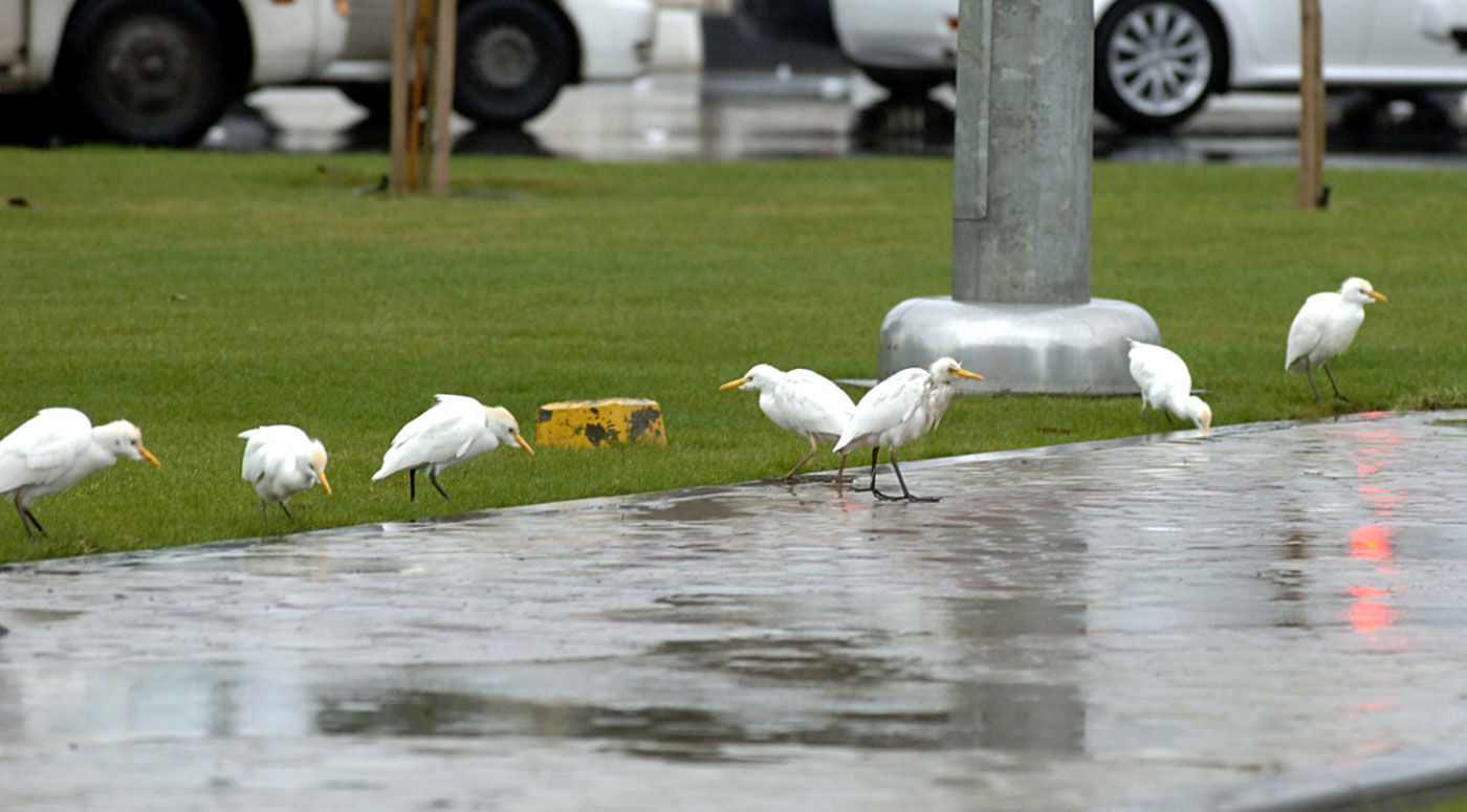 യുഎഇയില്‍ ശക്തമായ മഴ  റോഡിലെങ്ങും വെള്ളക്കെട്ട്.