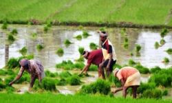 കര്‍ഷക ക്ഷേമനിധി നിയമം: ചട്ടങ്ങളുടെ കരട് തയാറാക്കാന്‍ എട്ടംഗ വിദഗ്ധ സമിതി