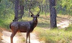 തോട്ടം തൊഴിലാളി സ്ത്രീയെ മ്ലാവ് അക്രമിച്ചു; പൂപ്പാറ സ്വദേശിനിക്ക് ഗുരുതരപരിക്ക്