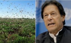 വെട്ടുകിളി ആക്രമണത്തെ തുടര്‍ന്ന് പാകിസ്താനില്‍ അടിയന്തരാവസ്ഥ പ്രഖ്യാപിച്ചു