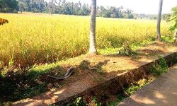 കൊയ്ത്ത് യന്ത്രം ഇറക്കാന്‍ വഴിയില്ല: പുല്ലന്‍കുളങ്ങര പാടശേഖരത്തിലെ അമ്പഴക്കാട് ഭാഗത്തെ കര്‍ഷകര്‍ ദുരിതത്തില്‍