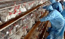 വൈറസ്: ആയിരക്കണക്കിന് കോഴികള്‍ ചത്തൊടുങ്ങി; കോഴിയിറച്ചി കഴിക്കരുതെന്ന് ഡോക്ടര്‍മാര്‍