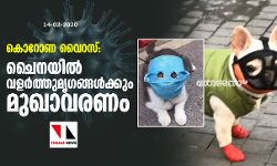 കൊറോണ വൈറസ്: ചൈനയില്‍ വളര്‍ത്തുമൃഗങ്ങള്‍ക്കും മുഖാവരണം