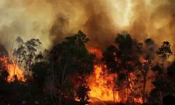 തൃശൂരിലെ കാട്ടുതീ മനുഷ്യനിര്‍മ്മിതം