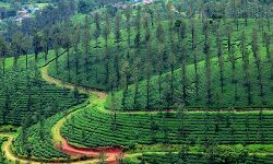 ബ്രഹ്മഗിരി എസ്‌റ്റേറ്റിലെ മരം മുറിയും ഹെലിപാഡ് നിര്‍മാണവും: പ്രകൃതി സംരക്ഷണ സമിതി പ്രക്ഷോഭത്തിലേക്ക്