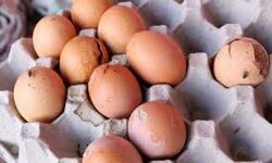 ബേക്കറി നിര്മാണ യൂനിറ്റില്നിന്ന് പുഴുവരിച്ച കോഴിമുട്ടകള് പിടിച്ചെടുത്തു ബേക്കറി നിര്മാണ യൂനിറ്റില്നിന്ന് പുഴുവരിച്ച കോഴിമുട്ടകള് പിടിച്ചെടുത്തു