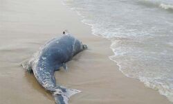 കൊളാവിപ്പാലം കടല്തീരത്ത് തിമിംഗലത്തിന്റെ ജഡം കരയ്ക്കടിഞ്ഞു കൊളാവിപ്പാലം കടല്തീരത്ത് തിമിംഗലത്തിന്റെ ജഡം കരയ്ക്കടിഞ്ഞു