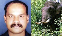 നാട്ടിലിറങ്ങിയ കാട്ടാന വനപാലകനെ കുത്തിക്കൊന്നു