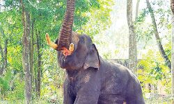 കാട്ടാന ആക്രമണം: ആശ്രിത നിയമന നടപടികള്‍ വേഗത്തിലാക്കും -വനം മന്ത്രി