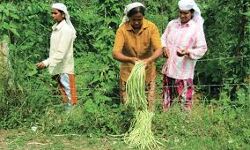 സംസ്ഥാനത്ത് 87.8 ശതമാനം വനിതാ കര്‍ഷകര്‍!