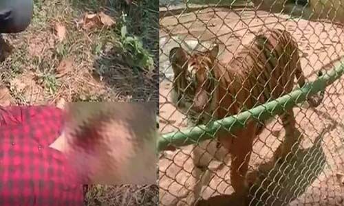 മൃഗശാലയിലെ കടുവക്കൂട്ടിലേക്ക് ചാടിയ യുവാവിന് ദാരുണാന്ത്യം മൃഗശാലയിലെ കടുവക്കൂട്ടിലേക്ക് ചാടിയ യുവാവിന് ദാരുണാന്ത്യം