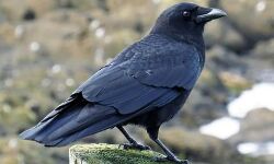 പക്ഷിപ്പനി: മലപ്പുറത്ത് ചത്ത മൂന്ന് പക്ഷികളുടെ സാംപിള്‍ പരിശോധിക്കും