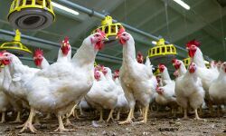 പക്ഷിപ്പനി:കൊന്നൊടുക്കുന്ന പക്ഷികളുടെ ഉടമസ്ഥര്‍ക്ക് നഷ്ടപരിഹാരം നല്‍കും