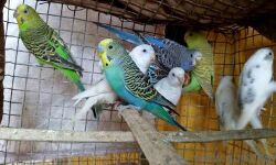 കച്ചവടത്തിനു കൊണ്ടുവന്ന വളര്‍ത്തുപക്ഷികളെ ആരോഗ്യവിഭാഗം പിടിച്ചെടുത്തു