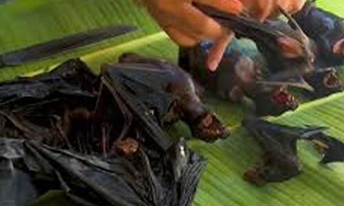 കോഴിക്കോട് കാരമൂലയില് വവ്വാലുകള് കൂട്ടത്തോടെ ചത്ത നിലയില് കോഴിക്കോട് കാരമൂലയില് വവ്വാലുകള് കൂട്ടത്തോടെ ചത്ത നിലയില്