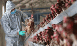 പക്ഷിപ്പനി: കര്‍ഷകര്‍ക്കും പൊതുജനങ്ങള്‍ക്കുമുള്ള മാര്‍ഗനിര്‍ദ്ദേശങ്ങള്‍