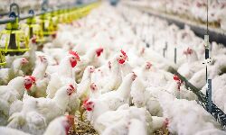 പക്ഷിപ്പനി: പക്ഷികളെ ഒളിപ്പിച്ചുവച്ചാല്‍ നിയമ നടപടി