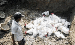 പക്ഷിപ്പനി: പ്രതിരോധ പ്രവര്‍ത്തനങ്ങള്‍ തടസ്സപ്പെടുത്തരുതെന്ന് ജില്ലാ കലക്ടര്‍