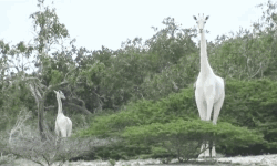 അപൂര്‍വയിനം വെള്ള ജിറാഫുകളെ വേട്ടക്കാര്‍ വെടിവെച്ചു കൊന്നു