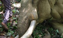 കാട്ടുകൊമ്പനെ ചെരിഞ്ഞ നിലയില്‍ കണ്ടെത്തി