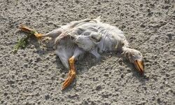 താറാവുകള്‍ ചത്തത് ബാക്ടീരിയ മൂലം; ജില്ലാ കലക്ടര്‍ക്ക് റിപോര്‍ട്ട് കൈമാറി