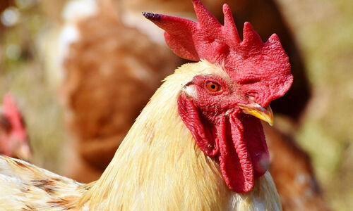 പക്ഷിപ്പനി പ്രതിരോധം: ഉന്നത ഉദ്യോഗസ്ഥര് പരപ്പനങ്ങാടിയിലും തിരൂരങ്ങാടിയിലുമെത്തി പക്ഷിപ്പനി പ്രതിരോധം: ഉന്നത ഉദ്യോഗസ്ഥര് പരപ്പനങ്ങാടിയിലും തിരൂരങ്ങാടിയിലുമെത്തി