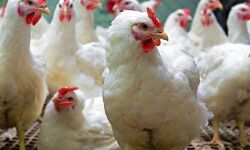 ചത്തകോഴികളെ വിറ്റ കോഴിക്കട നാട്ടുകാര്‍ പൂട്ടിച്ചു