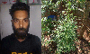 വീട്ടുവളപ്പില്‍ കഞ്ചാവ് ചെടികള്‍ വളര്‍ത്തിയ യുവാവ് അറസ്റ്റില്‍