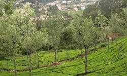 കൊറോണ: തമിഴ്‌നാട്ടിലെ വിനോദസഞ്ചാര കേന്ദ്രങ്ങള്‍ പൂട്ടി;സന്ദര്‍ശകര്‍ 24 മണിക്കൂറിനകം മടങ്ങണം