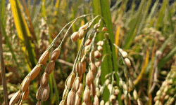 സപ്ലൈകോ നെല്ലുസംഭരണം തുടങ്ങി ;ഇതുവരെ സംഭരിച്ചത് 1,72,718 ടണ്‍