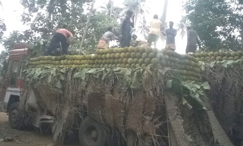 കേരളത്തിന് നഷ്ടമാകുന്നത് ചക്ക മാത്രമല്ല, സമ്പത്തും വരുമാനവുമാണ് കേരളത്തിന് നഷ്ടമാകുന്നത് ചക്ക മാത്രമല്ല, സമ്പത്തും വരുമാനവുമാണ്