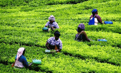 തോട്ടം തൊഴിലാളികള്‍ക്ക് സംരക്ഷണം ഉറപ്പാക്കാന്‍ നിര്‍ദേശം