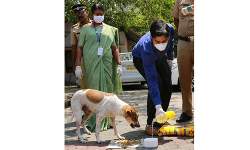 കൊവിഡ്-19 : പട്ടിണിയിലായ തെരുവ് നായകള്‍ക്കും പൂച്ചകള്‍ക്കും ഭക്ഷണം;പദ്ധതിക്ക് തുടക്കം കുറിച്ച് എറണാകുളം