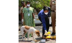 കൊവിഡ്-19 : പട്ടിണിയിലായ തെരുവ് നായകള്‍ക്കും പൂച്ചകള്‍ക്കും ഭക്ഷണം;പദ്ധതിക്ക് തുടക്കം കുറിച്ച് എറണാകുളം