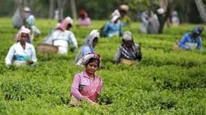 കര്ശന നിയന്ത്രണങ്ങളോടെ സംസ്ഥാനത്തെ തോട്ടങ്ങള് ഭാഗികമായി തുറക്കാന് അനുമതി കര്ശന നിയന്ത്രണങ്ങളോടെ സംസ്ഥാനത്തെ തോട്ടങ്ങള് ഭാഗികമായി തുറക്കാന് അനുമതി