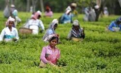 കര്‍ശന നിയന്ത്രണങ്ങളോടെ സംസ്ഥാനത്തെ തോട്ടങ്ങള്‍ ഭാഗികമായി തുറക്കാന്‍ അനുമതി
