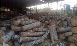 ലോക്ക് ഡൗണ്‍: തീപ്പെട്ടിക്കൊള്ളി നിര്‍മാണ യൂനിറ്റുകളിലെ പാഴ്മരങ്ങള്‍ ഉപയോഗിക്കാന്‍ അനുവദിക്കണമെന്ന് ആവശ്യം